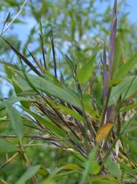 Bambus-Duesseldorf: Phyllostachys arcana Luteosulcata Bl�te 2014 in der N�he von K�ln - Ort: D�sseldorf