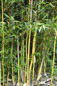 Bambus-Duesseldorf: Phyllostachys aureosulcata Aureocaulis mit neuen Halmen - Ort: Dsseldorf