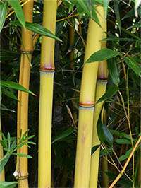 Bambus-Duesseldorf: Detail vom Bambushalm der Sorte Phyllostachys aureosulcata Aureocaulis - Ort: Düsseldorf Bambus-Duesseldorf: Detail vom Bambushalm der Sorte Phyllostachys aureosulcata Aureocaulis - Ort: Düsseldorf