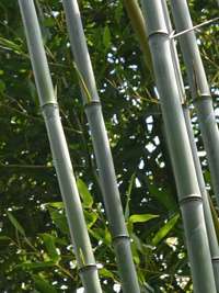 Bambus-Duesseldorf: Phyllostachys aureosulcata alata - typische olivf�rbung der Halme - Ort: D�sseldorf