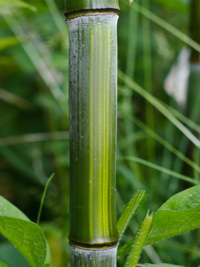 Bambus-Duesseldorf: Detailansicht vom Bambushalm Phyllostachys aureosulcata harbin - Ort: D�sseldorf