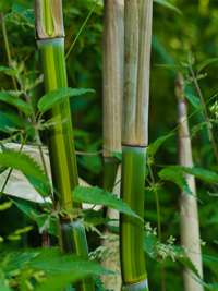 Bambus-Duesseldorf: Phyllostachys aureosulcata harbin - Ort: D�sseldorf