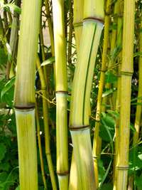 Bambus-Duesseldorf: Phyllostachys aureosulcata Harbin Inversa - Ort: D�sseldorf