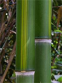 Bambus-Duesseldorf: Halmzeichnung von der Bambussorte Phyllostachys vivax huangwenzhu - Ort: Dsseldorf