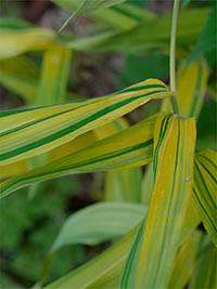 Pleioblastus viridistriatus Auricoma