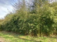 Bambus-Duesseldorf: Fargesia robusta campbell - Hecke - Ort: D�sseldorf