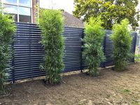 Bambus-Duesseldorf: Fargesia robusta campbell - Neupflanzung - Ort: D�sseldorf