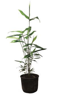 Bambus-Duesseldorf: Phyllostachys pubescens Moso - 10 Liter Topf 100 cm - Ort: D�sseldorf