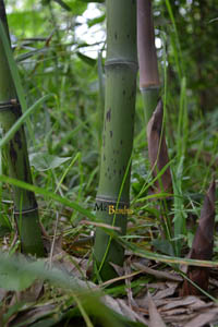 Bambus-Duesseldorf: Halmaustrieb - schwarzer Bambus  Phyllostachys Nigra - Ort: Düsseldorf