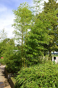 Bambus-Duesseldorf: Halmaustrieb von Phyllostachys vivax aureocaulis - Ort: Düsseldorf