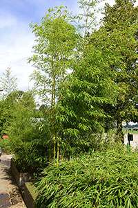 Bambus-Duesseldorf: Halmaustrieb von Phyllostachys vivax aureocaulis - Ort: Dsseldorf