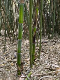 Bambus-Duesseldorf: Halmaustrieb von Phyllostachys bambusoides  - Ort: D�sseldorf