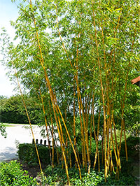 Bambus-Duesseldorf: Aufnahme von Phyllostachys vivax aureocaulis - Ort: Düsseldorf