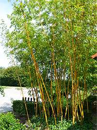 Bambus-Duesseldorf: Aufnahme von Phyllostachys vivax aureocaulis - Ort: Dsseldorf