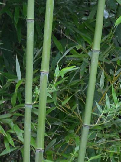 Bambus-Duesseldorf: Halmansicht von Phyllostachys bissetii - Ort: Dsseldorf