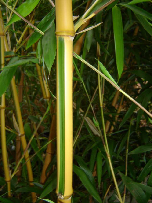 Bambus-Duesseldorf: Phyllostachys bambusoides Castilloni - Detailansicht vom gelbem Halm mit gr�nem Sulcus - Ort: D�sseldorf