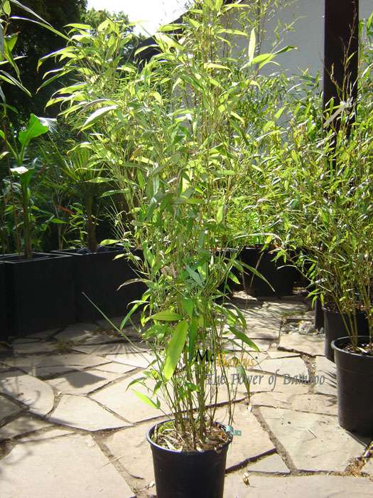 Bambus-Duesseldorf: Phyllostachys Mannii H�he ca. 80 cm - Ort: D�sseldorf