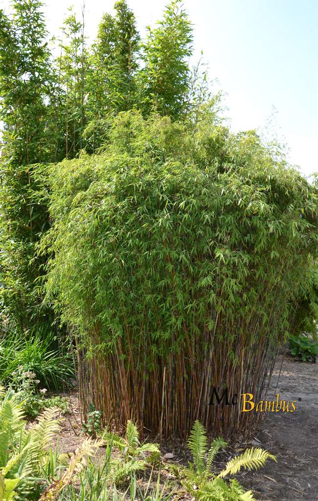 Bambus-Duesseldorf: Fargesia jiuzhaigou Hain - Jade Bambus - Ort: D�sseldorf