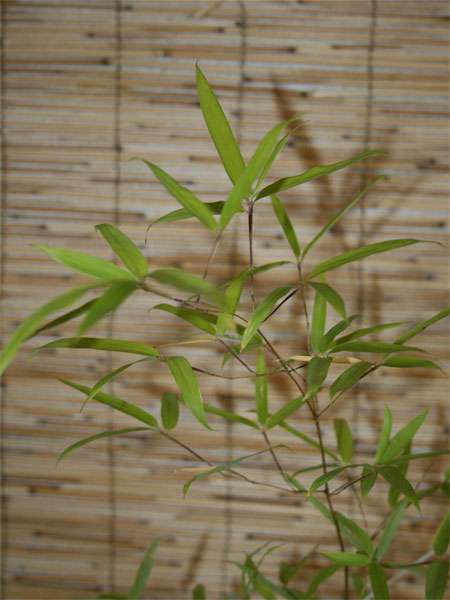 Bambus-Duesseldorf: Phyllostachys decora - Ort: D�sseldorf