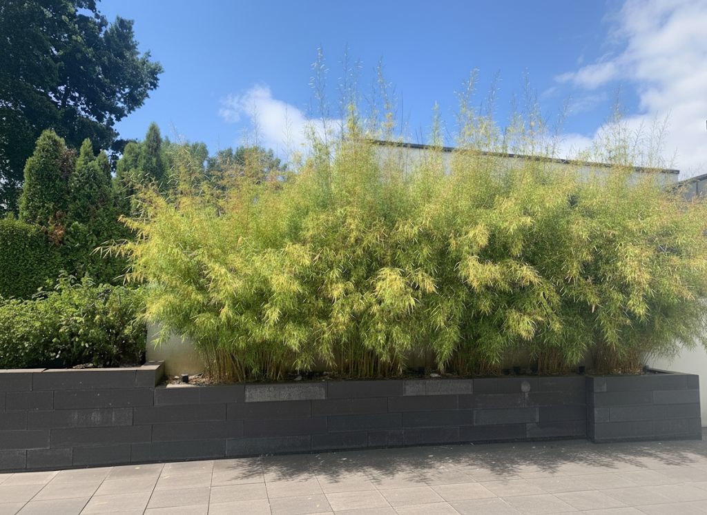 Bambus-Duesseldorf: Fargesia robusta campbell - Hecke - Ort: D�sseldorf