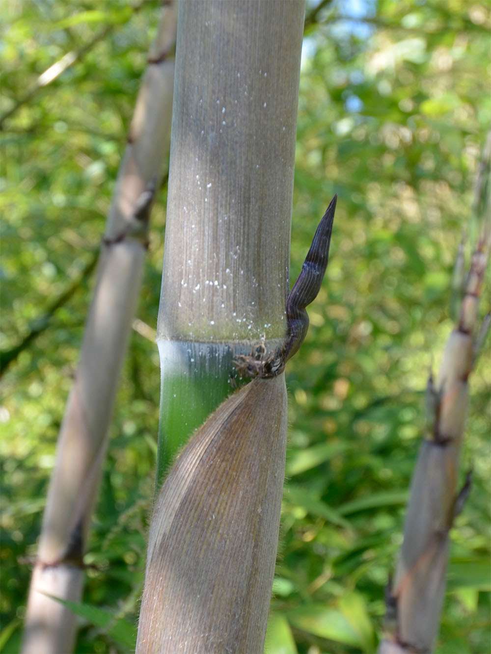 Bambus-Duesseldorf: Halmaustrieb von Phyllostachys Nigra Henonis - Ort: D�sseldorf