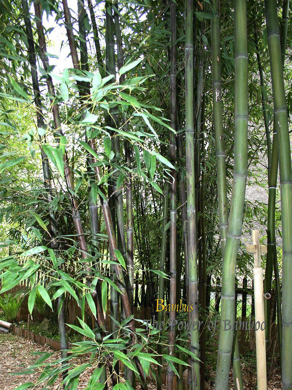 Bambus-Duesseldorf: Bambushain mit Phyllostachys nigra Boryana - Ort: D�sseldorf