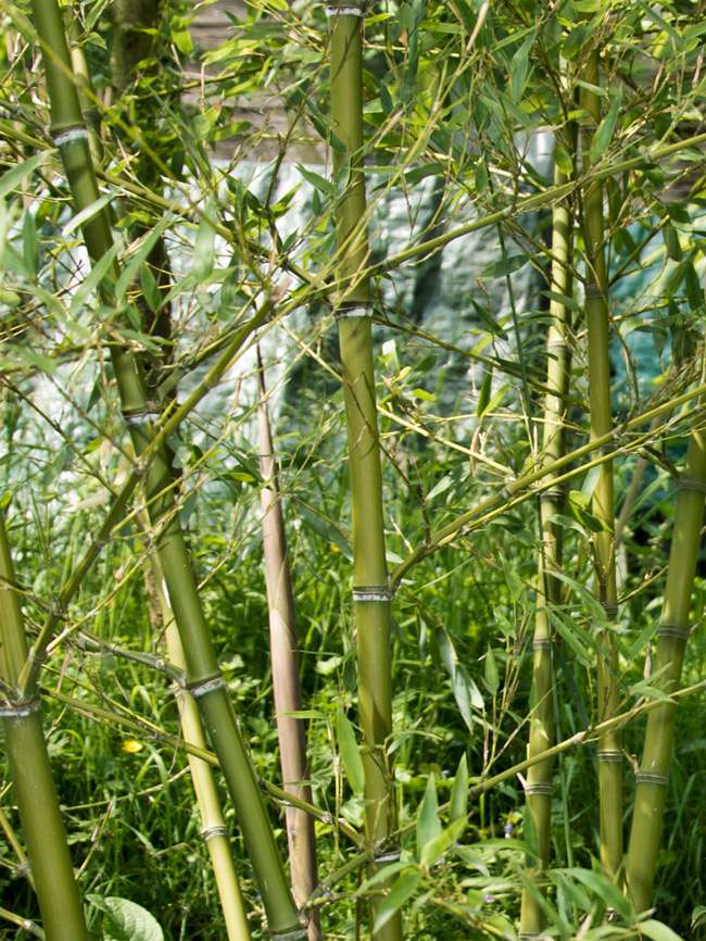 Bambus-Duesseldorf: Halmdetailansicht von Phyllostachys parvifolia mit dem charakteristische Halmreif unterhalb der Nodie - Ort: D�sseldorf