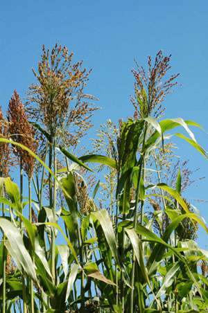 Bambus-Duesseldorf: Elefantengras - Ort: D�sseldorf