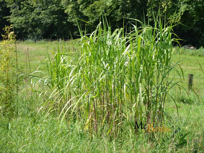 Bambus-Duesseldorf: Miscanthus Riesen Chinaschilf - 2-j�hrig - Ort: D�sseldorf
