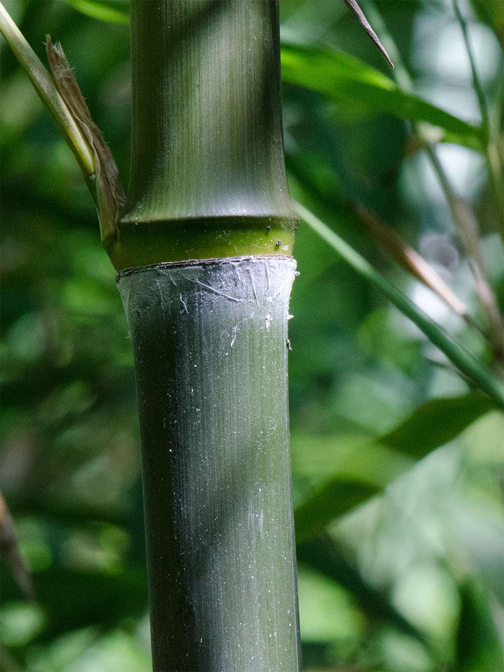 Bambus-Duesseldorf: Phyllostachys atrovaginata - Detailansicht Halm nach dem Austrieb - Ort: Dsseldorf