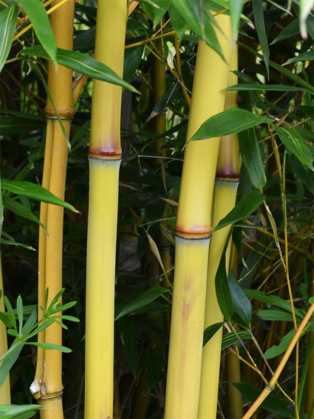 Bambus-Duesseldorf: Detail vom Bambushalm der Sorte Phyllostachys aureosulcata Aureocaulis - Ort: D�sseldorf