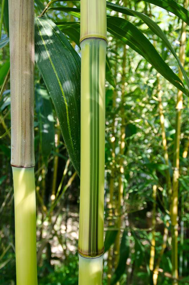 Bambus-Duesseldorf: Detailansicht vom Bambus Halm - Phyllostachys aureosulcata Spectabilis - Ort: D�sseldorf