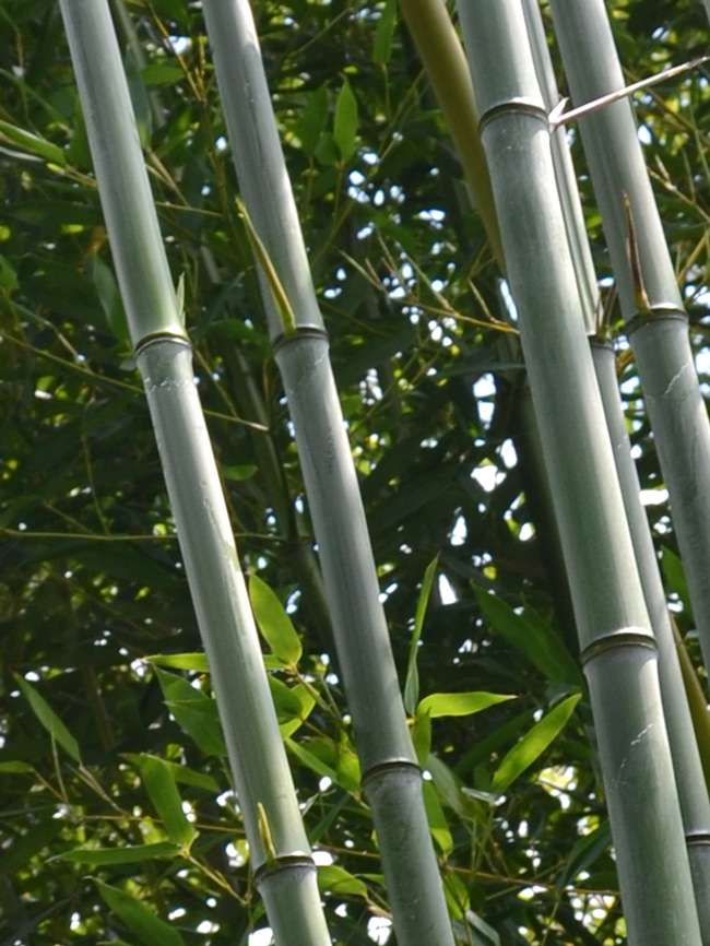 Bambus-Duesseldorf: Phyllostachys aureosulcata alata - typische olivf�rbung der Halme - Ort: D�sseldorf