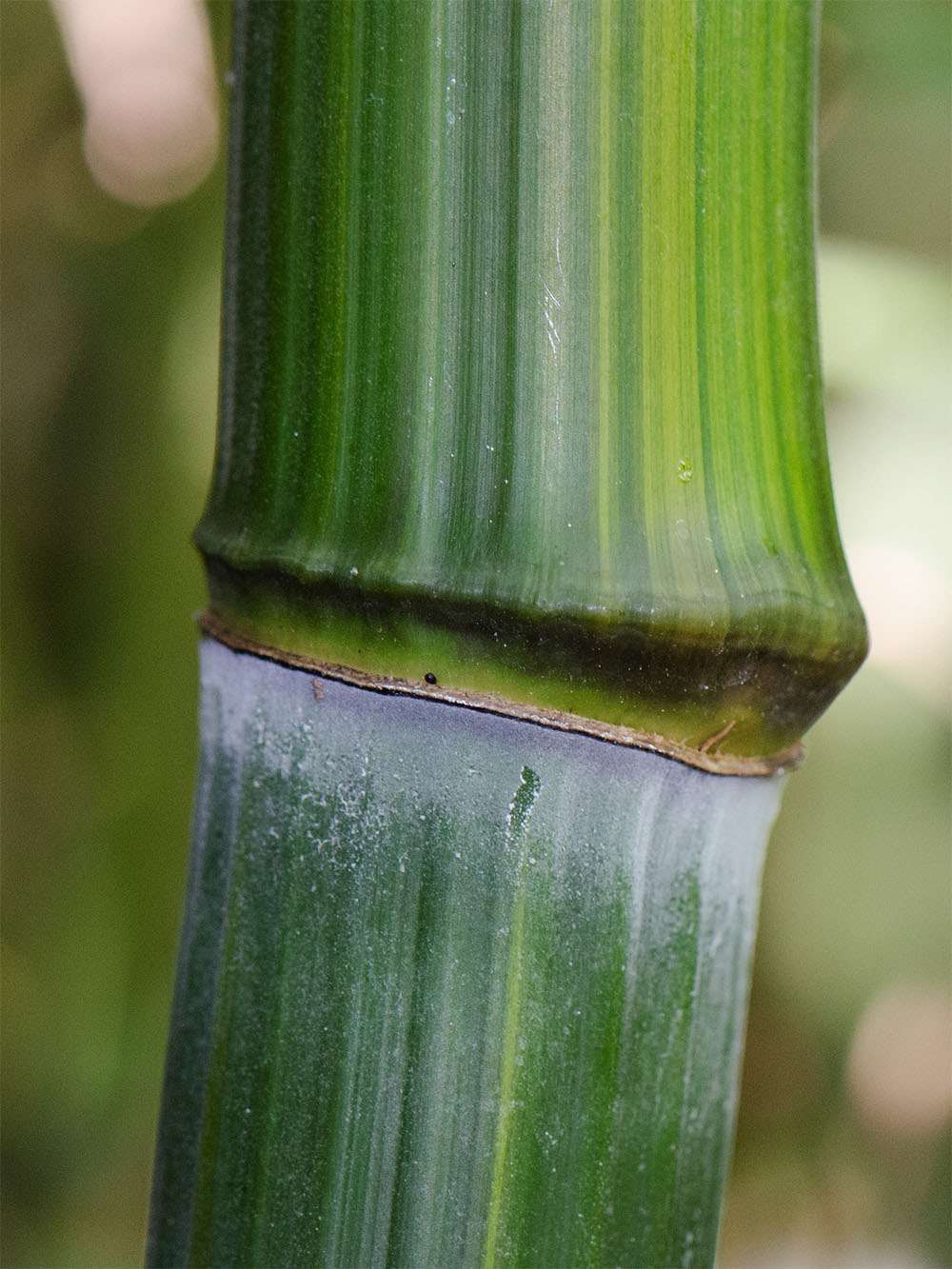 Bambus-Duesseldorf: Detailansicht vom Bambushalm Phyllostachys aureosulcata harbin - Ort: D�sseldorf