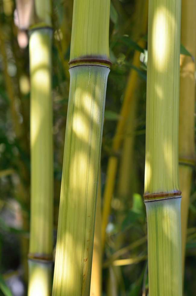 Bambus-Duesseldorf: Detailansicht vom Bambushalm Phyllostachys aureosulcata harbin inversa - Ort: D�sseldorf
