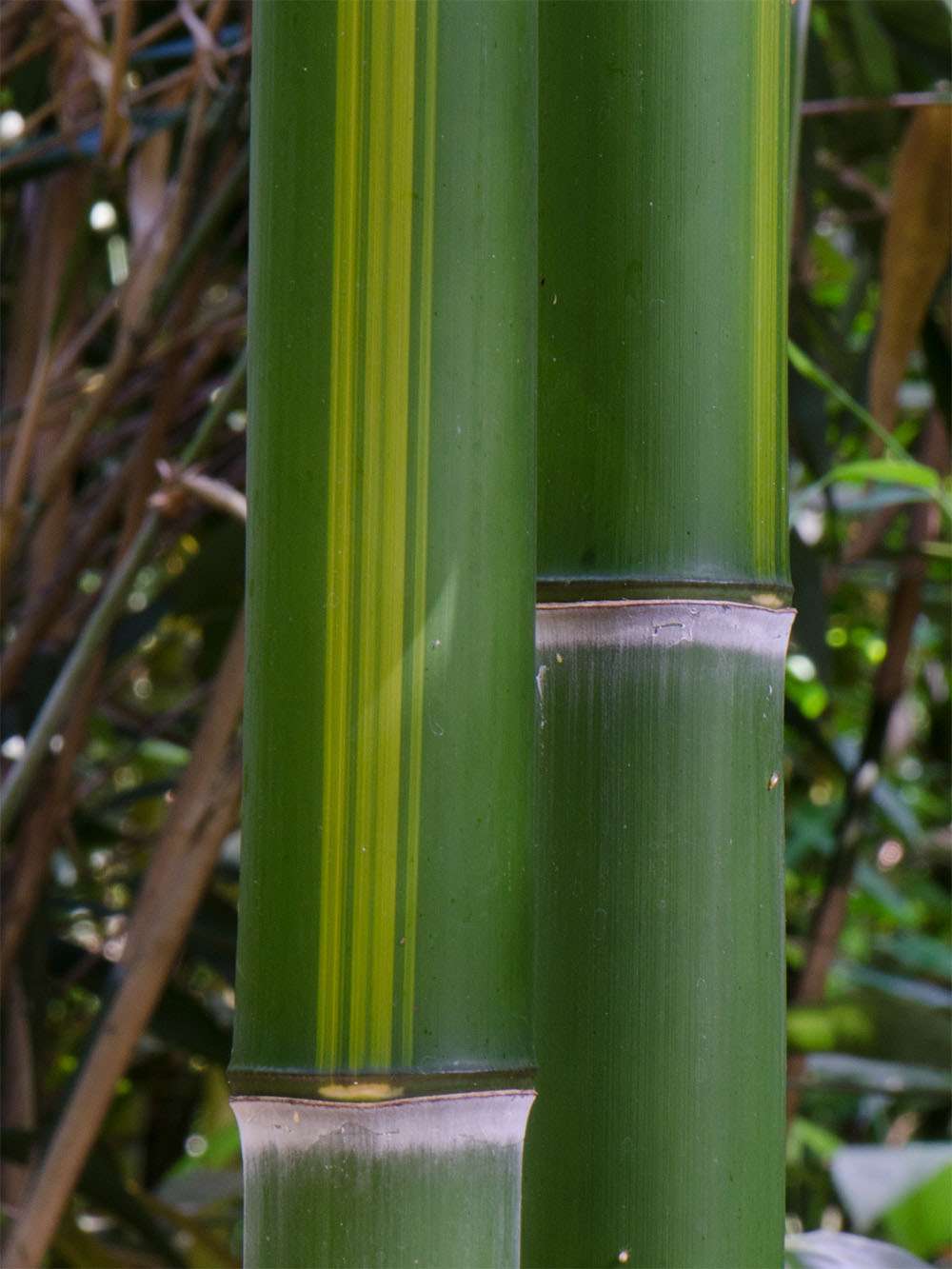 Bambus-Duesseldorf: Halmzeichnung von der Bambussorte Phyllostachys vivax huangwenzhu - Ort: Dsseldorf