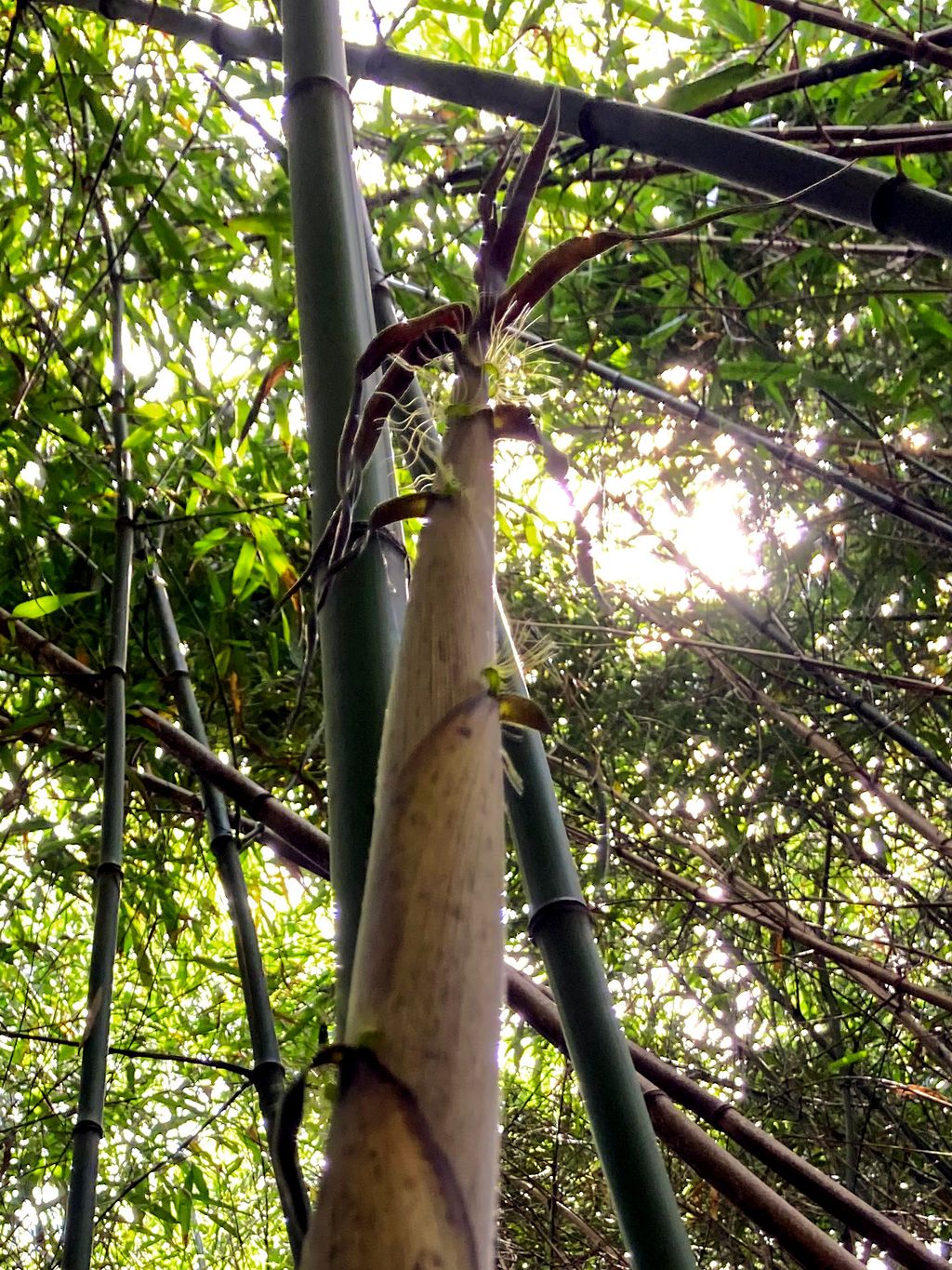 Bambus-Duesseldorf: Halmaustrieb von Phyllostachys bambusoides - Ort: D�sseldorf