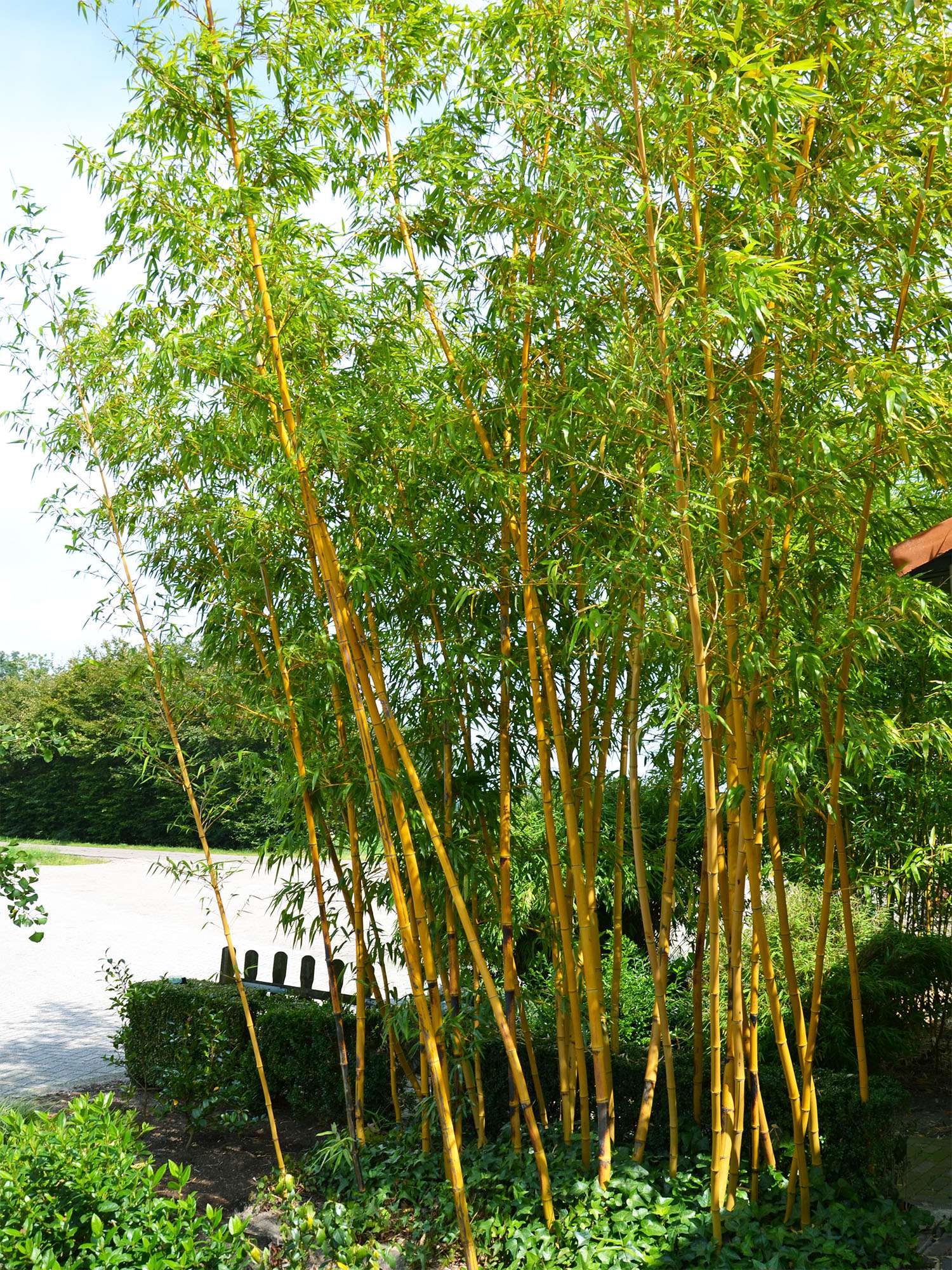 Bambus-Duesseldorf: Aufnahme von Phyllostachys vivax aureocaulis - Ort: D�sseldorf
