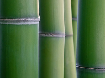 Bambus-Duesseldorf Phyllostachys