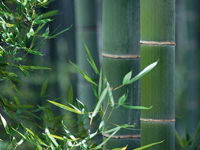 Bambus-Duesseldorf Phyllostachys